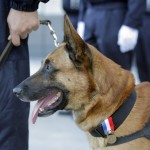 Colorado Criminal Law - Supreme Court Ends Unlawful Drug Dog Sniff Searches