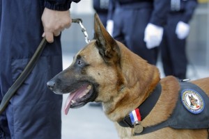 Colorado Criminal Law - Supreme Court Ends Unlawful Drug Dog Sniff Searches